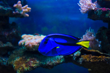 Fototapeta na wymiar Golden carp fish swim in fresh water in the aquarium.