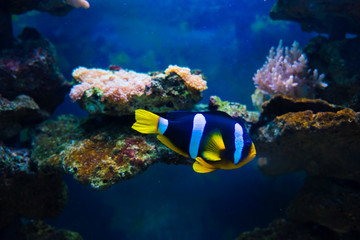 Fototapeta na wymiar Golden carp fish swim in fresh water in the aquarium.
