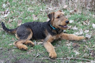 airdale terrier
