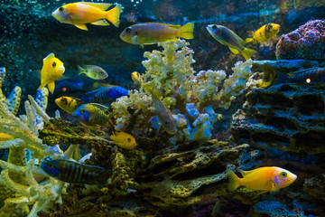 Golden carp fish swim in fresh water in the aquarium.