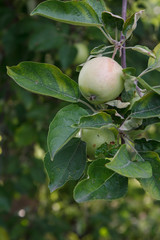 Green apple on the tree in summer day.