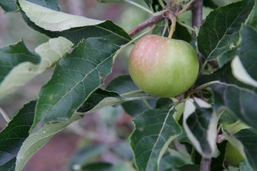 Green apple on the tree in summer day.