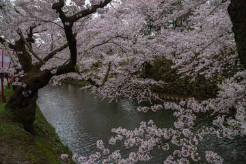 Cherry Blossoms of Hirosaki Castle