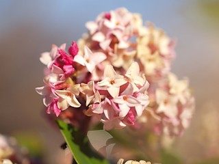 ジンチョウゲの花