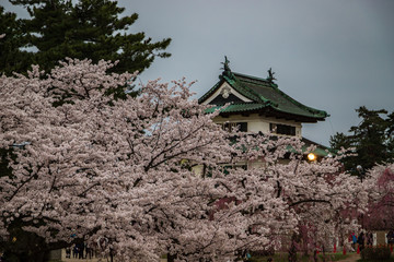 Naklejka premium Cherry Blossoms of Hirosaki Castle