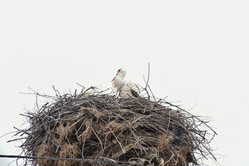 Stork, stork nest. Reservation. Landscapes of Bursa / Turkey
