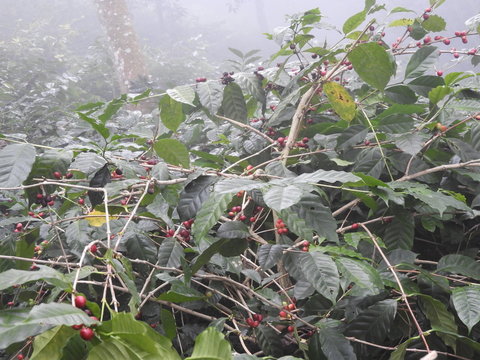 coffee plantation in lambasingi in a foggy morning