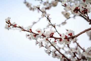 Branch of apricot tree in the period of spring flowering.