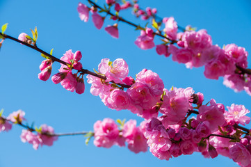 Blooming sakura flowers in spring.