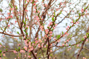 Branches of peach tree in the period of spring flowering.