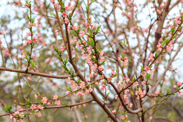 Branches of peach tree in the period of spring flowering.
