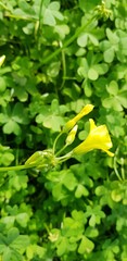 Obraz premium A closeup of a bright yellow flower emerging from a clover