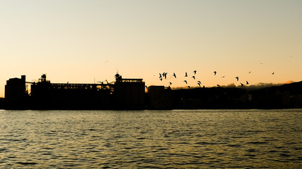 Obraz premium Blur of Seagull fly background on Dream Ferry Mini Cruise traveling from Hamanako Lake, Shizuoka, Japan with sunset sky. Abstract of freedom and independence.