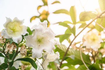 White flower blooming with pollen on branch