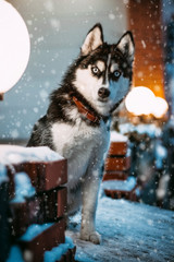siberian husky in snow
