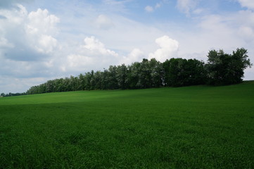 Fototapeta premium zielone pole i błękitne niebo
