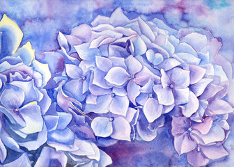 Illustration with hand painted hydrangea in watercolor.