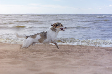 the dog is running on the beach