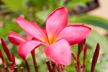 Beautiful tropical flower. Frangipani in Thailand