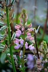 HUSUAIA (Patagonia/Argentina)