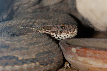 Poisonous snake is in the terrarium, close up.