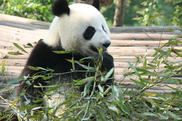 Fototapeta premium Panda