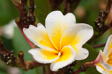 plumeria flowers closeup — tropical plant