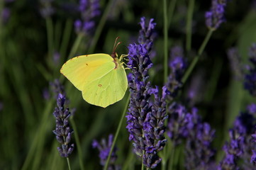 Birnstone butterfly (Gonepteryx rhamni) on lavender blossom