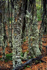 HUSUAIA(patagonia/Argentina)