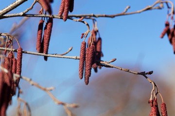 Male flowers of a common alder, Alnus glutinosa.