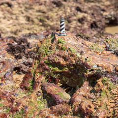 Lighthouse on the beach