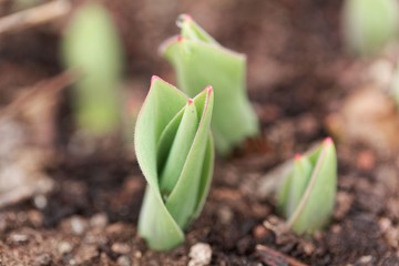 Shoot of a tulip plant in brown garden soil.