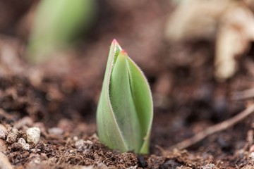 Shoot of a tulip plant in brown garden soil.