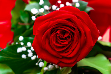 A close up macro shot of a red rose