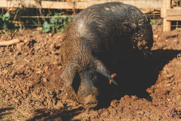 black pig