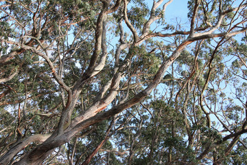 Gum trees (Great Ocean Road - Australia)