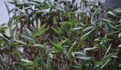 Naturlichendes Fenster