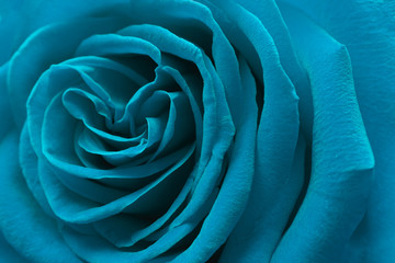 A close up macro shot of a blue rose