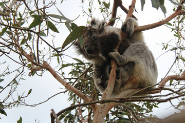 Obraz premium Koala 
