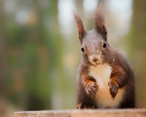 Naklejka na ściany i meble Portrait squirrel in park