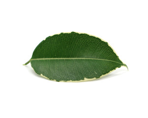 Obraz premium Leaf green with natural pattern on edges isolated on white background.