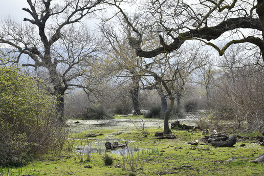 Swamp forest. Marsh vegetation. Reservation. Landscapes of Bursa / Turkey