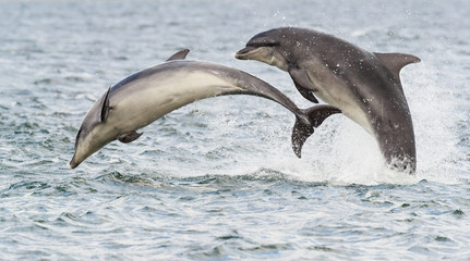 Wild dolphin in playful mood while hunting for migrating Atlantic Scottish salmon in the Moray...
