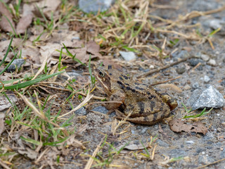 Common Toad - Bufo bufo