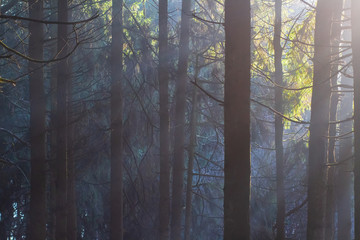 Scenic forest in morning sunlight. Wild nature background.