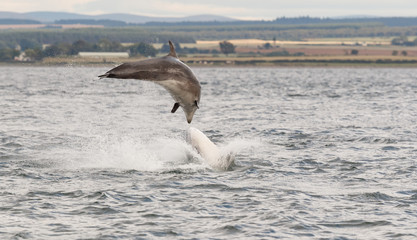 Wild dolphin in playful mood while hunting for migrating Atlantic Scottish salmon in the Moray...