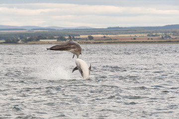 Wild dolphin in playful mood while hunting for migrating Atlantic Scottish salmon in the Moray...