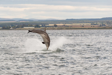Fototapeta premium Wild dolphin in playful mood while hunting for migrating Atlantic Scottish salmon in the Moray Firth in the Scottish Highland.