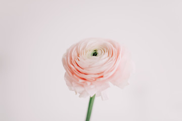 Pink ranunculus on white background. Romantic background for wedding invitations. Floral composition. Flatlay, copy space, minimal concept