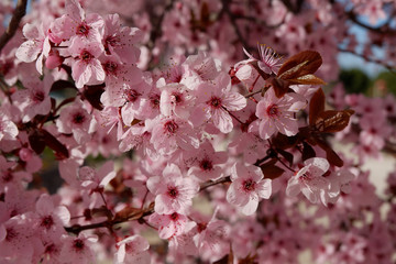 Branches of Japanese plum tree with tender pink flowers